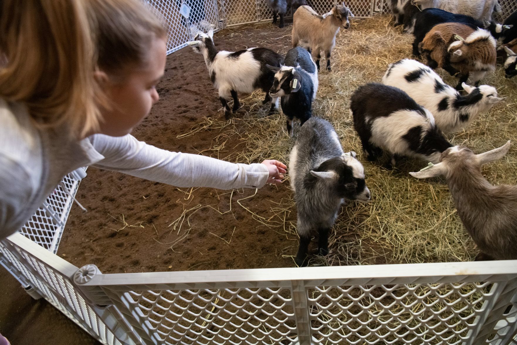 Baby goat yoga at Longmeadow Rescue Ranch